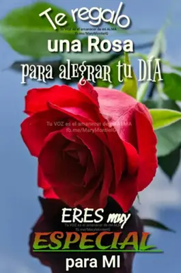 Rosas con Frases Bonitas android App screenshot 0