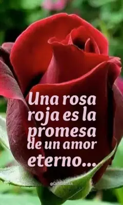 Rosas con Frases Bonitas android App screenshot 1